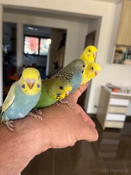 Andulka  mlada Maznačik - 18