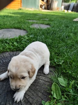 Zlatý retriever šteniatka - 18