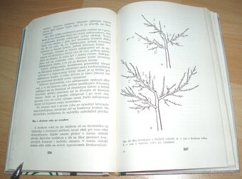 Rez a tvarovanie ovocných drevín - 18