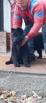 Nemecký ovčiak šteniatka - 18