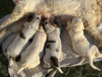 Taliansky spinone - 18