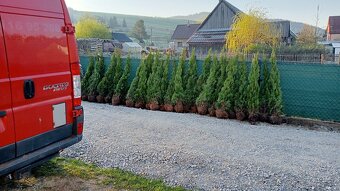 Tuja Smaragd, vavrínovec, červienka - Zvolen - 18