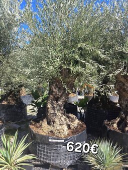 Mrazuvzdorne Olivovníky - 18