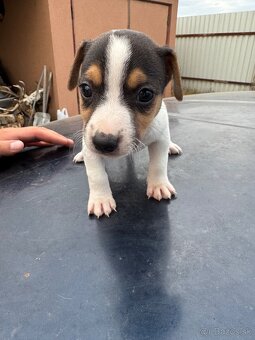 Jack Russel Terrier čistokrvné šteniatka - 18
