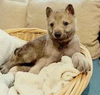 Československý vlčiak s PP - 18