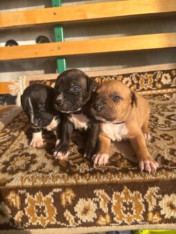 Americký stafordsirsky terier, Stafford, amstaf - 18