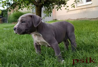 Americký stafordsirsky terier, american bully XL - 18