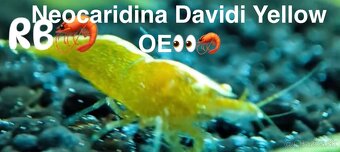 PREMIUM AKVA KREVETKY🦐Caridina a Neocaridina- Odber Zilina - 18