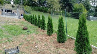 Tuja Smaragd, vavrínovec, červienka, gaštan - Prešov - 18