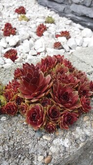 KYBLE,VEDRA,Bandasky - 18