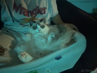 Mačiatka Ragdoll s PP - 18