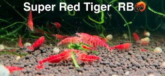 Krevetky Neocaridina, Caridina, Raciky, Raky a Akva Machy - 18