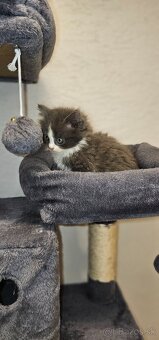Ragdoll s britským bicolor mačiatka - 18