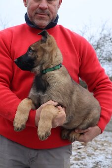 Nemecký ovčiak šteniatka s PP WORK line - 18