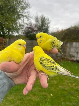 Andulka TCB Maznačik - 18