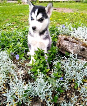 Sibirsky husky hasky - 18