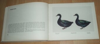 Atlas plemien hydiny - 18