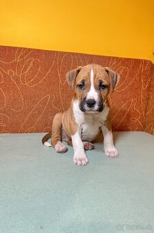 Americky Stafordšírský Terier šteniatka s PP - 18