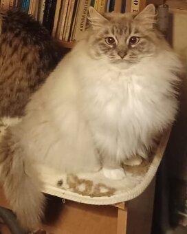 Ragdoll mačiatka - 18