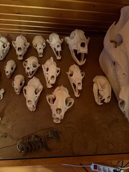 Poľovnícke trofeje - 18