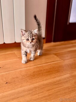 Škótska klapouchá mačka, scottish fold,straight s PP - 18