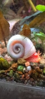 Akvatera, rastliny, krevetky , šváby a iné - 18