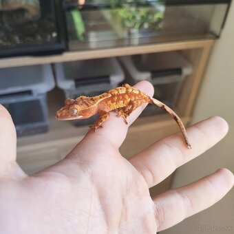 Pagekon riasnatý/Correlophus ciliatus - 18