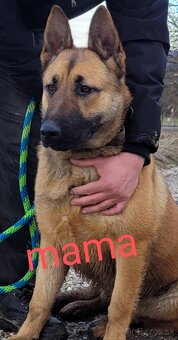 Belgický ovčiak Malinois / Nemecký ovčiak - 18