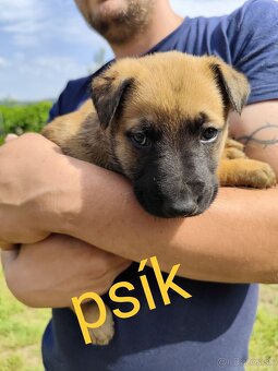 Belgický ovčiak Malinois / Nemecký ovčiak - 18
