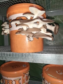 Hliva,Shitake,Maitake,Koralovec a iné - 18