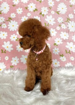Pudel toy/trpasličí - pudlík - poodle red apricot - 18
