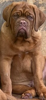 Bordeauxská doga s PP pes - 18