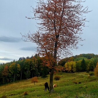 Pastvinové ustajnenie - 18