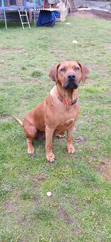 Rhodesian ridgeback - 18