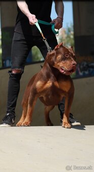 American Bully XL (Pitbull XXL) - 18
