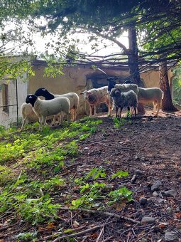 Holandska mini koza a baran Quessant - 18