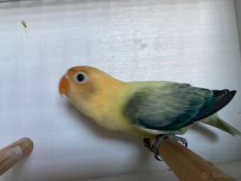 Agapornis fischeri - 18