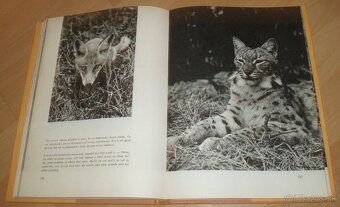 Povídání s liškou - 18