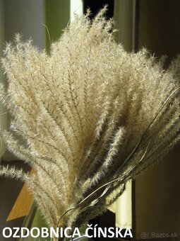 SUŠENÉ KVETY NA ĎALŠIU TVORBU - 18