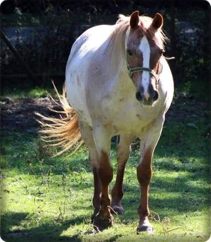 AMERICAN PAINT HORSE - 18