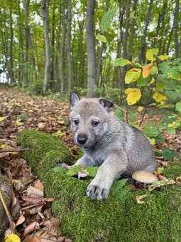 československý vlčiak s PP (FCI) - 18