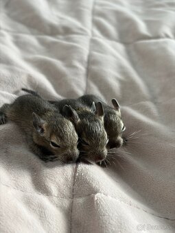 Predám mláďatá osmaka degu🐾 - 18