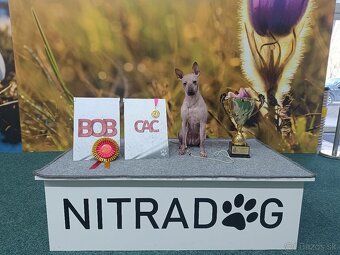 Americký bezsrstý teriér - 18