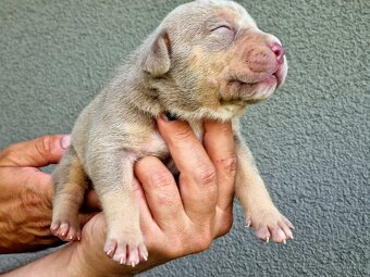American Bully XL XXL - 18