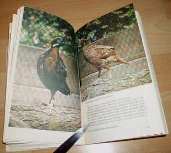 Bažanti a ostatní hrabaví - 18