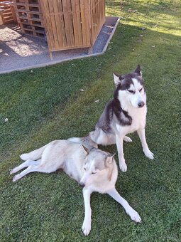 Sibirsky husky - 18