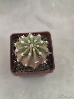 Kaktusy a sukulenty - 18