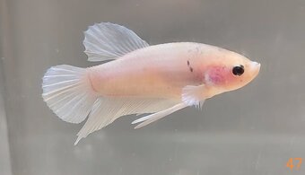 Bojovnica pestra long tail, shorttail,samec - 18