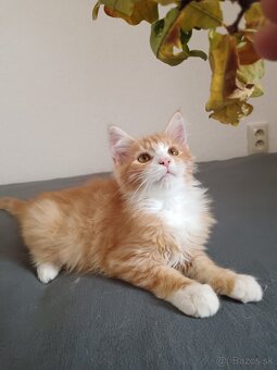 Maine coon - 18