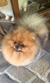 Pomeranian s pp FCI - 18
